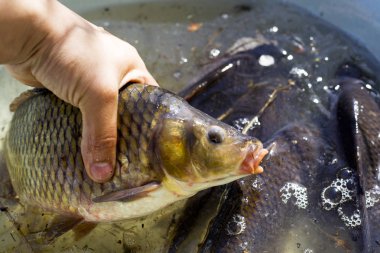 elinde canlı nehir balık sazan