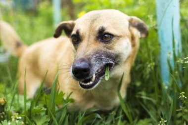 küçük köpek çim oynanır, köpek mide temizlemek için çim yiyor