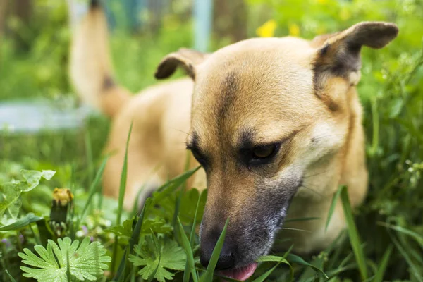Den lilla hunden spelas i gräset, hunden äter gräs för att rengöra magen — Stockfoto