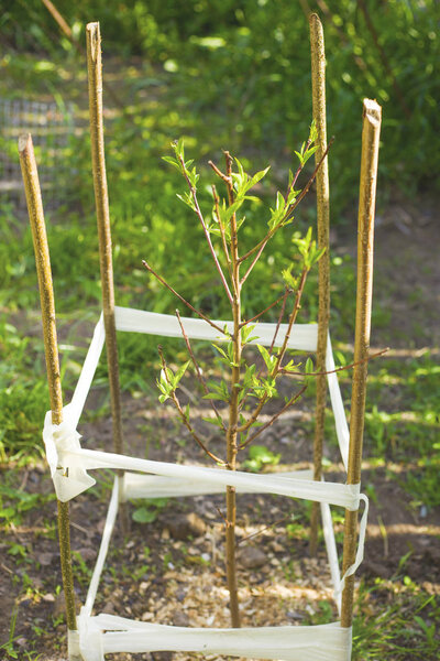 small peach tree seedlings with a fence