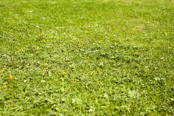 Przycięte zielona trawa w tle parku — Zdjęcie stockowe