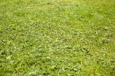 oyun alanı arka plan üzerinde biçilmiş genç çim 