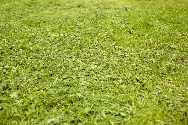 Skoszonej młodej trawy na tle placu zabaw — Zdjęcie stockowe