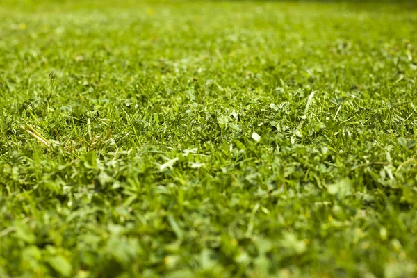 Mowed young grass on the playground background Stock Image