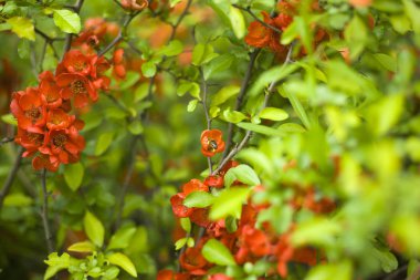 kırmızı çiçeklerle çiçekli bahar ayva çalı