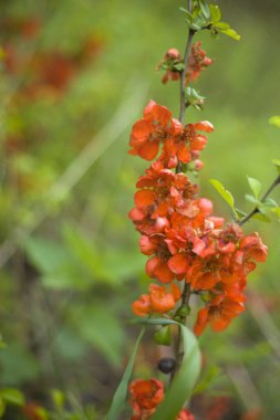 kırmızı çiçeklerle çiçekli bahar ayva çalı