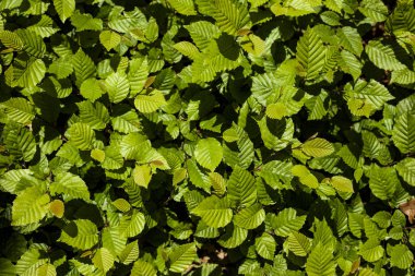 genç bir fındık çalı yakın çekim arka plan