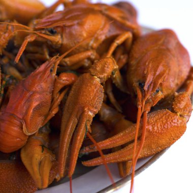 Kabuklu kırmızı kerevit, beyaz bir arka planda bir plaka pişmiş. Beyaz bir arka planda eklem bacaklı ailesinin Avrupa bira incelik 