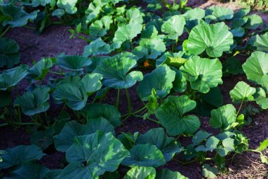 kabak yakın çekim üst görünümü genç sürgünler ile ev yatağı