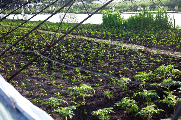 Plántulas jóvenes de pimientos y tomates en el invernadero agrícola — Foto de Stock