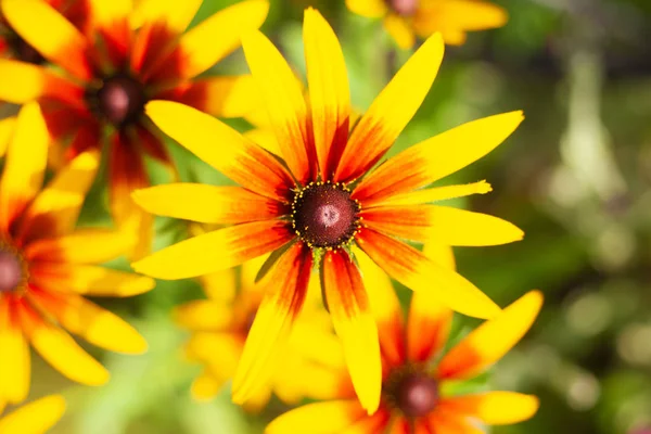 Rudbckia perenne amarillo-marrón hermosas flores de verano de cerca — Foto de Stock