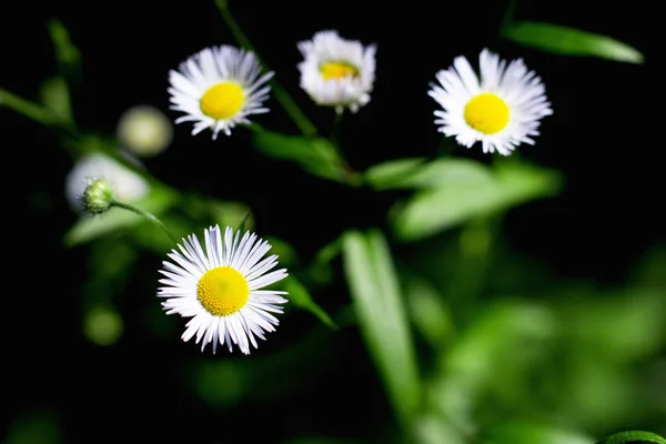 Цветущие маленькие полевые ромашки, дикие цветы крупным планом — стоковое фото