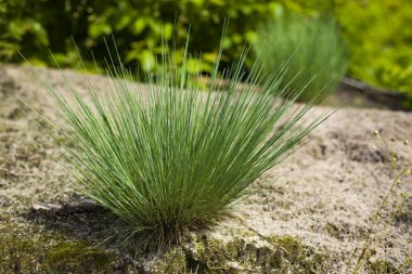 Corynephorus canescens çok yıllık çim ağırlıklı olarak kum ve orman yollarının eteklerinde yetişir