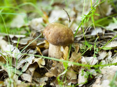 Avrupa'nın en lezzetli mantar türü. Meşe boletus mantar ormanda bulundu