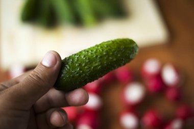 vejetaryen el küçük bir taze salatalık tutar