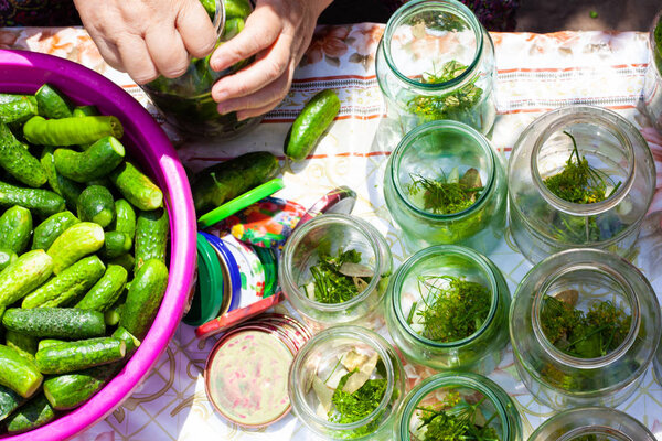 Grandma closes pickled cucumbers in the banks for the winter,the process of pickling  small fresh cucumbers in jar