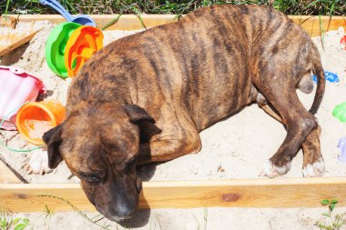 köpek ırkı Staffordshire Terrier parlak sıcak yaz güneşinde çocuk kum havuzunda dinleniyor