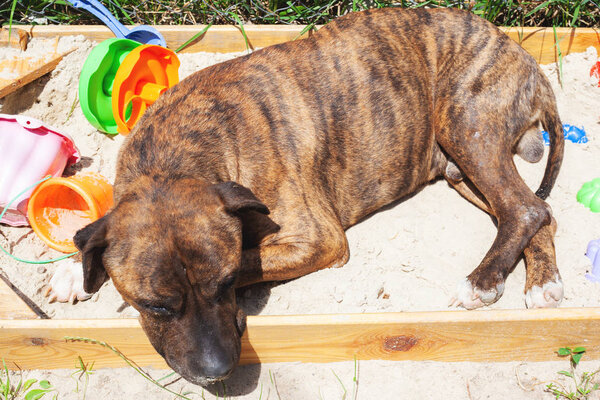 Порода собак Стаффордширский терьер покоится в песочнице для детей под ярким теплым летним солнцем
