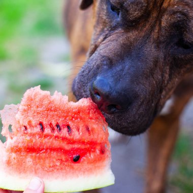 Staffordshire terrier tries red juicy watermelon , dogs love fruit concept clipart