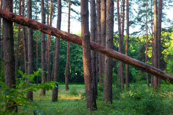 a tree felled from a strong hurricane, the wind broke a pine in the forest