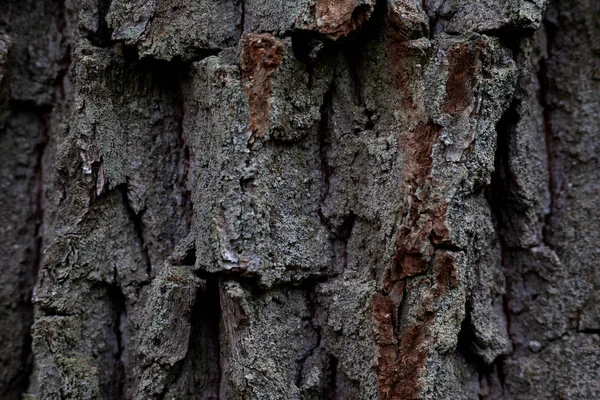 Texture convex oak bark, forest tree background, nature screensaver — Stock Photo, Image