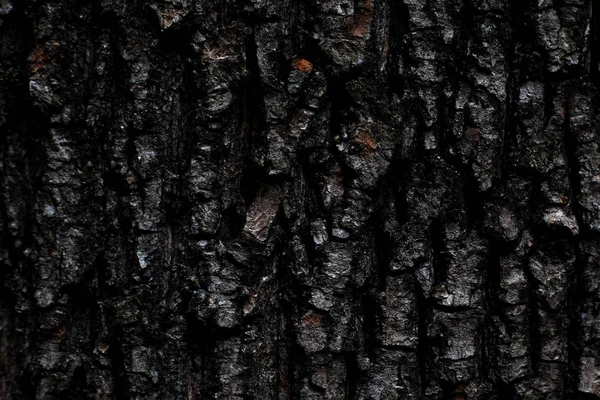Dark texture of maple bark, embossed background of tree bark — Stock Photo, Image