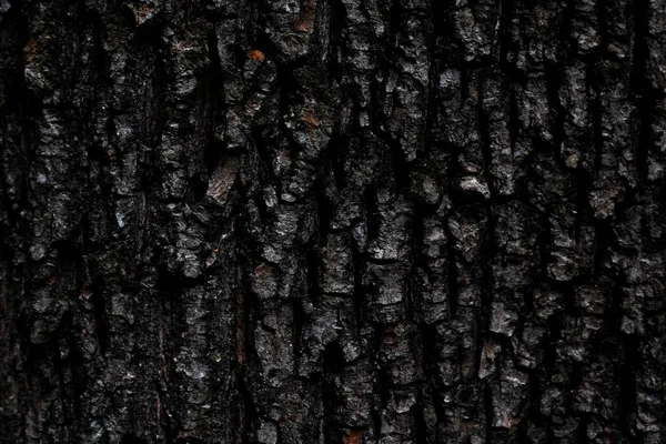 Large dark texture of embossed crack maple tree bark — Stock Photo, Image