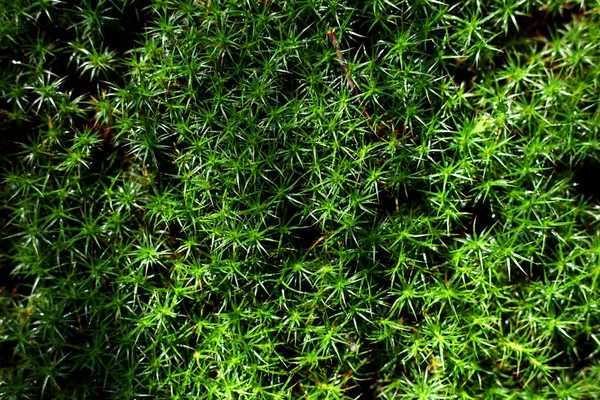 Alp yeşil yosun doku, sığ orman çim arka plan — Stok fotoğraf