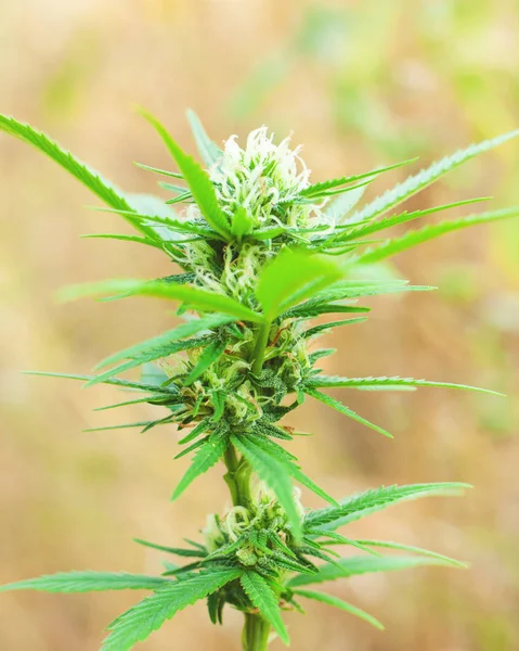 Planta de marihuana con flores femeninas, brotes de cannabis de cerca —  Fotos de Stock