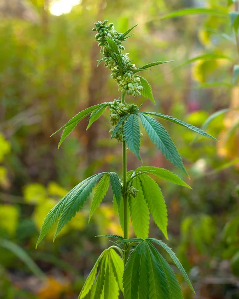 Reife männliche Cannabispflanze zur Bestäubung bereit — Stockfoto