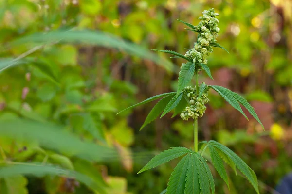 Cannabis macho plant.male photoperiod polinizando variedade de maconha — Fotografia de Stock