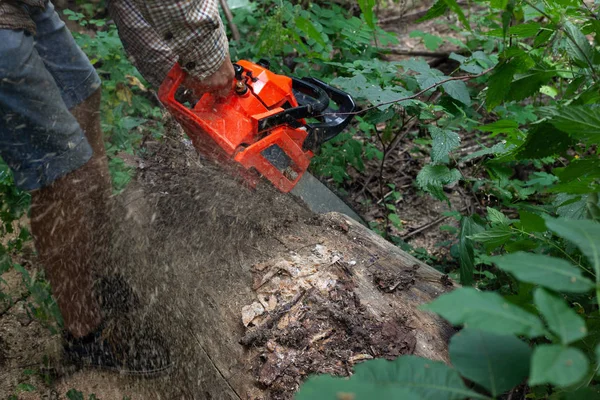 Lumberman pracuje v lese s chainovou pilou — Stock fotografie