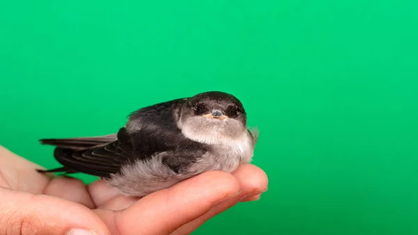 Pajarito en la mano, primer plano vencedor negro —  Fotos de Stock