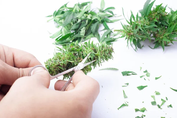 Recreatieve en medische cannabis wordt getrimd en verwerkt voor consumptie. Het snoeien van bloemen marihuana voor het drogen.Schaar voor het snoeien van marihuana. — Stockfoto