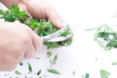 Marihuana hasadı, kenevir budama işlemleri, esrar tomurcuklarını kesen adam.
