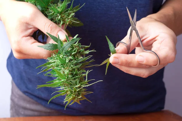 Snoeien en verwerken van cannabis buds.girl werkt als een trimer van medicinale marihuana in het gebruik.cannabisbladeren knippen met een schaar — Stockfoto