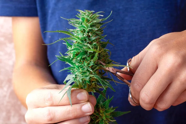 Snoeien en verwerken van cannabis buds.girl werkt als een trimer van medicinale marihuana in het gebruik.cannabisbladeren knippen met een schaar — Stockfoto