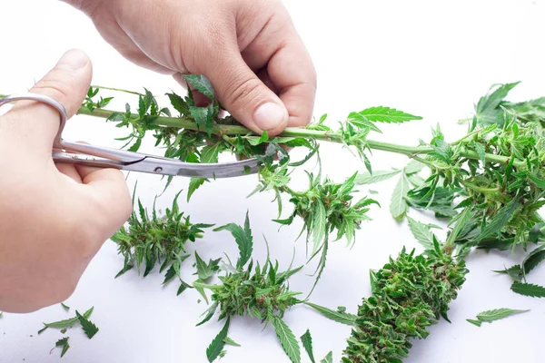 Man snijdt een vers gehakte verse groene hennep plant, het verwerken en trimmen van cannabis met een schaar op een witte achtergrond — Stockfoto