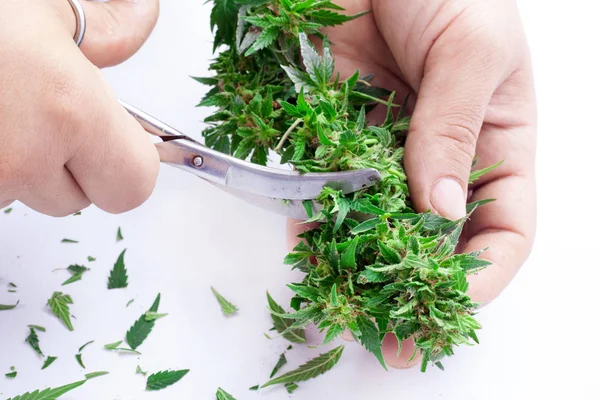 Potatura e cura delle cime cannabis.cutting foglie di marijuana con forbici su sfondo bianco — Foto Stock