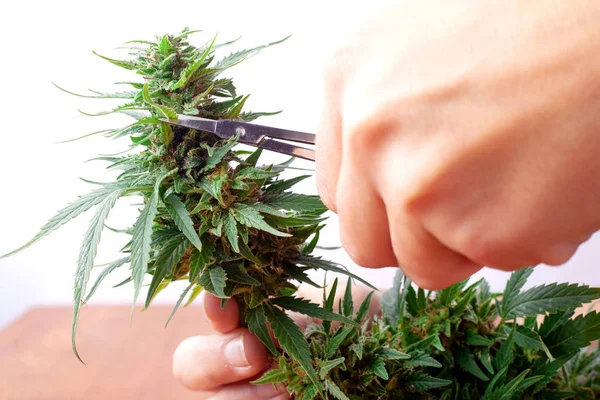 Weed pruning,scissors for trimming cannabis buds in hand — Stock Photo, Image