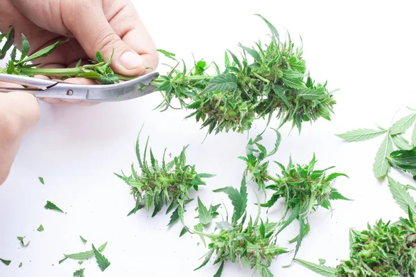 Manicuring e lavorazione germogli di cannabis, potatura pianta di marijuana su sfondo bianco — Foto Stock