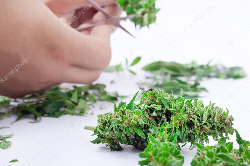 manicuring  and processing cannabis buds,trimming plant of marijuana on white background