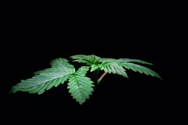 Fiatal orvosi kannabisz növény zöld gyönyörű levelek sötét fekete háttér — Stock Fotó