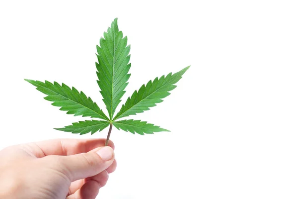 白い背景に手にマリファナの緑の葉。手は医療大麻を保持しています — ストック写真