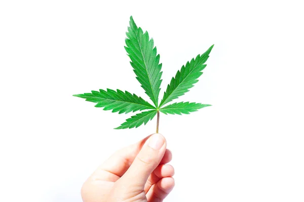 白い背景に手にマリファナの緑の葉。手は医療大麻を保持しています — ストック写真