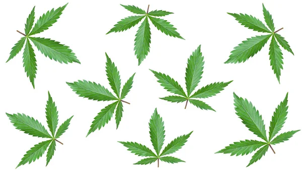 Marihuana-Druck für Werbeartikel. Betäubungsmittel Hintergrund der grünen Cannabisblätter isoliert auf weißem Hintergrund — Stockfoto