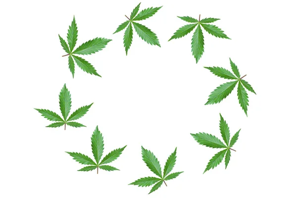 Cadre avec feuilles de cannabis vert isolées sur fond blanc. Logo publicitaire rond avec feuilles de marijuana et espace pour copier — Photo