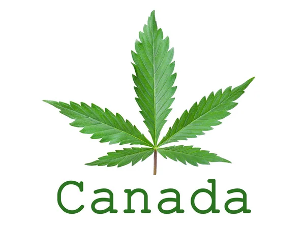 Legalizační symbol konopí v Kanadě izolovaný.Zelený konopný list a text s kopírovacím prostorem — Stock fotografie