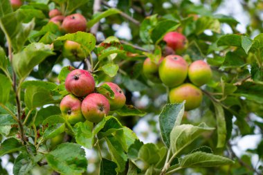 Bahçede genç kırmızı-yeşil elmalar.