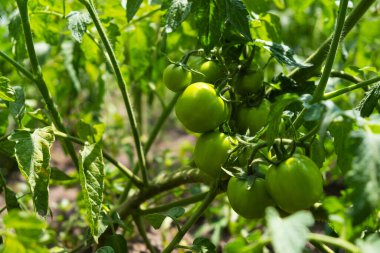 yeşil olgunlaşmamış domatesler bahçede